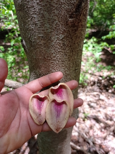 Annona purpurea (Soncoya) — photo