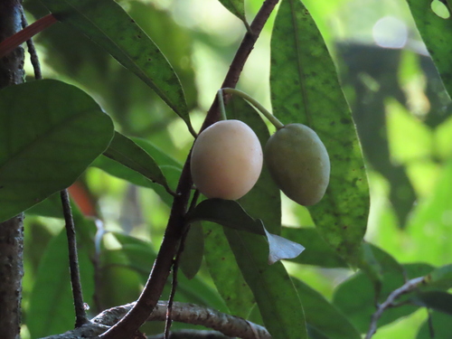Annona quinduensis (Quindio annona) — photo