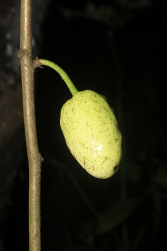 Annona quinduensis