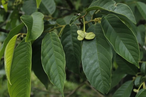Annona rensoniana (Membranous rollinia) — photo