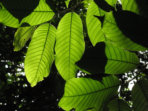 Annona rensoniana (Membranous rollinia) — photo