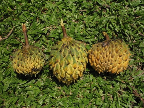Annona rensoniana