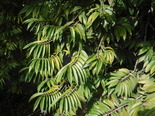 Annona reticulata (Bullock’s heart) — photo