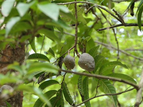Annona reticulata (Bullock’s heart) — photo