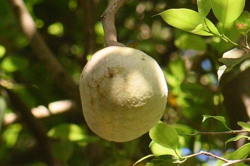 Annona reticulata