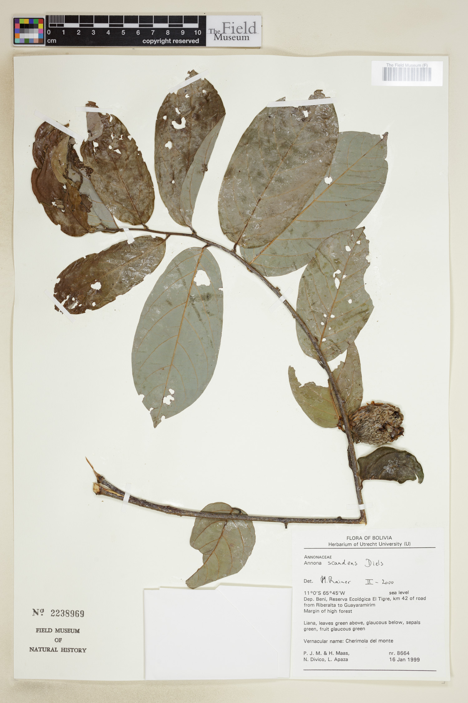 Annona scandens (Araticum-de-cipo) — photo