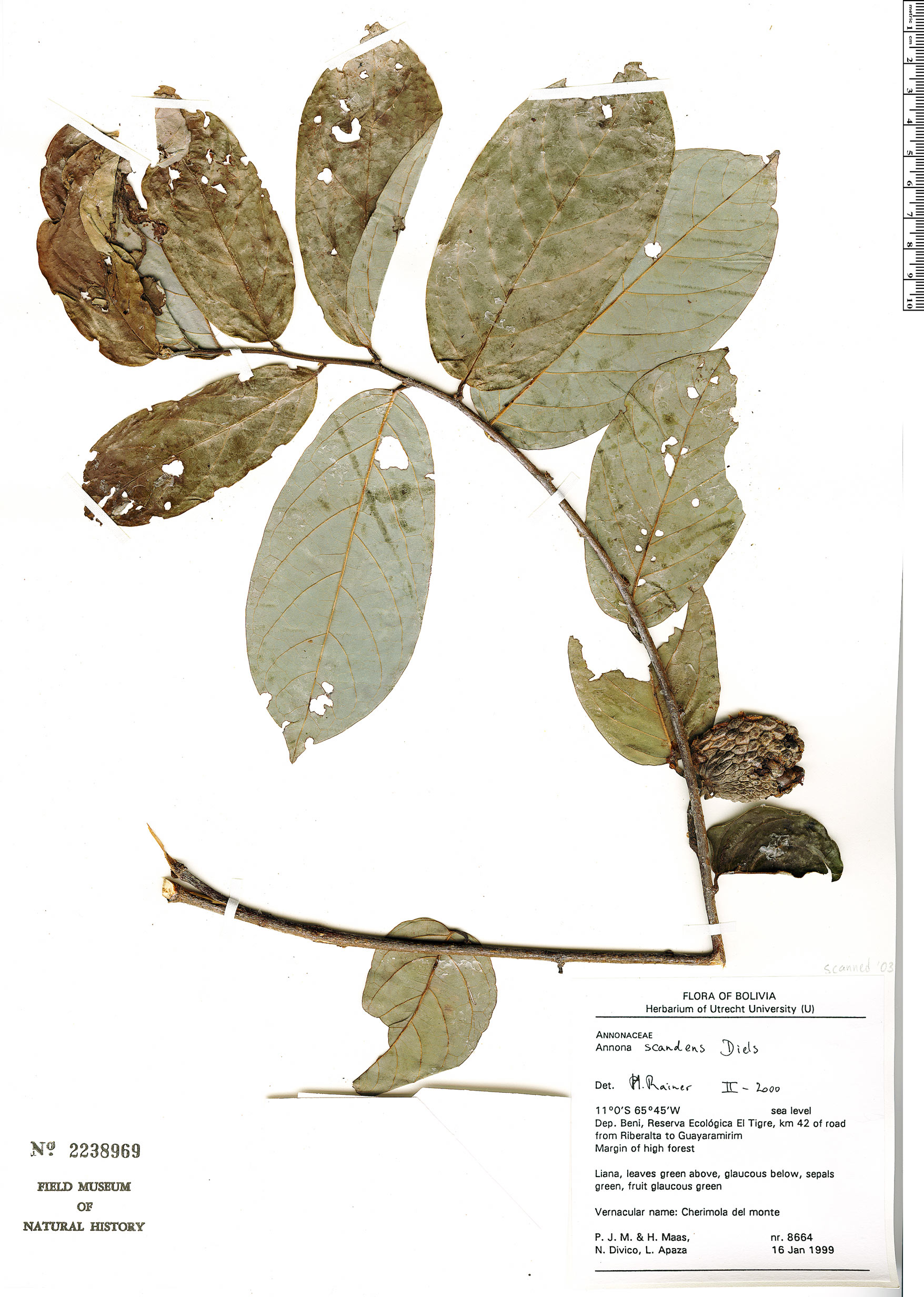 Annona scandens (Araticum-de-cipo) — photo