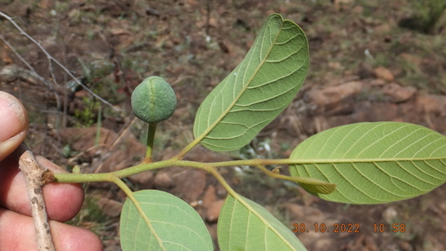 Annona senegalensis (Wild custard apple) — photo