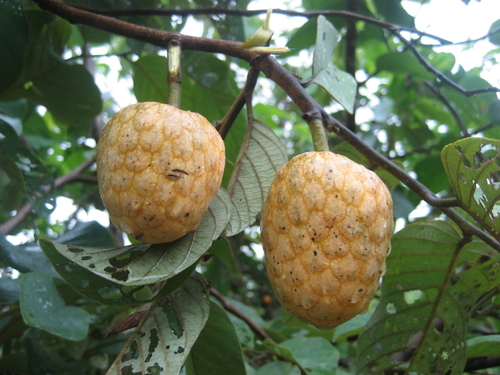 Annona senegalensis (Wild custard apple) — photo