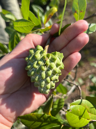 Annona spinescens (Alagadisso) — photo