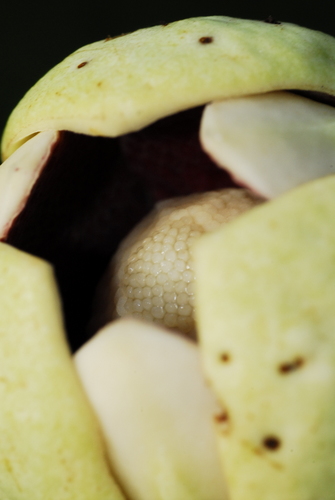 Annona spinescens (Alagadisso) — photo