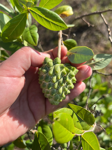 Annona spinescens