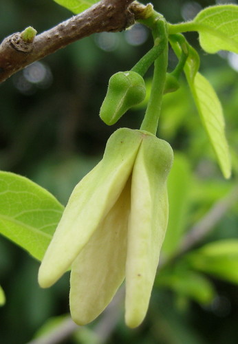 Annona squamosa (Sweetsop) — photo