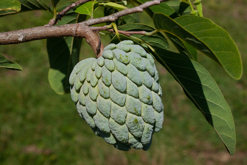 Annona squamosa (Sweetsop) — photo