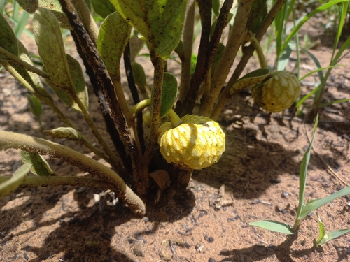 Annona stenophylla subsp. longipetiolata — photo