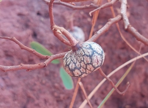 Annona stenophylla subsp. longipetiolata — photo