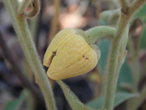 Annona stenophylla subsp. longipetiolata