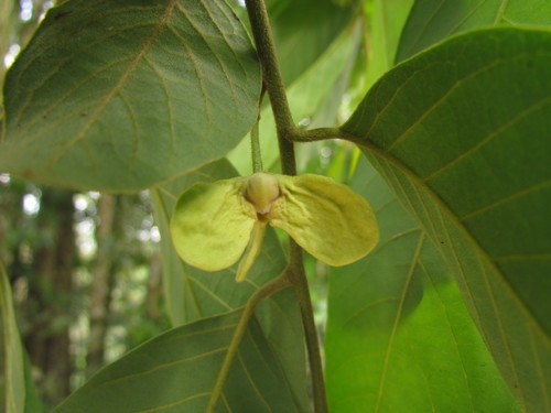 Annona sylvatica (Araticu) — photo