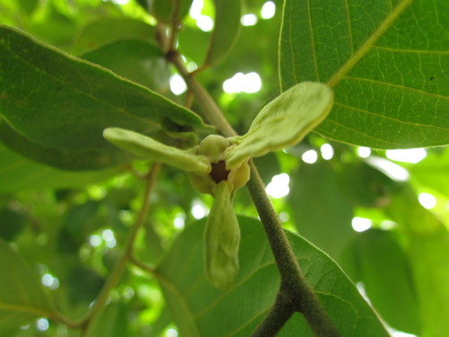 Annona sylvatica (Araticu) — photo