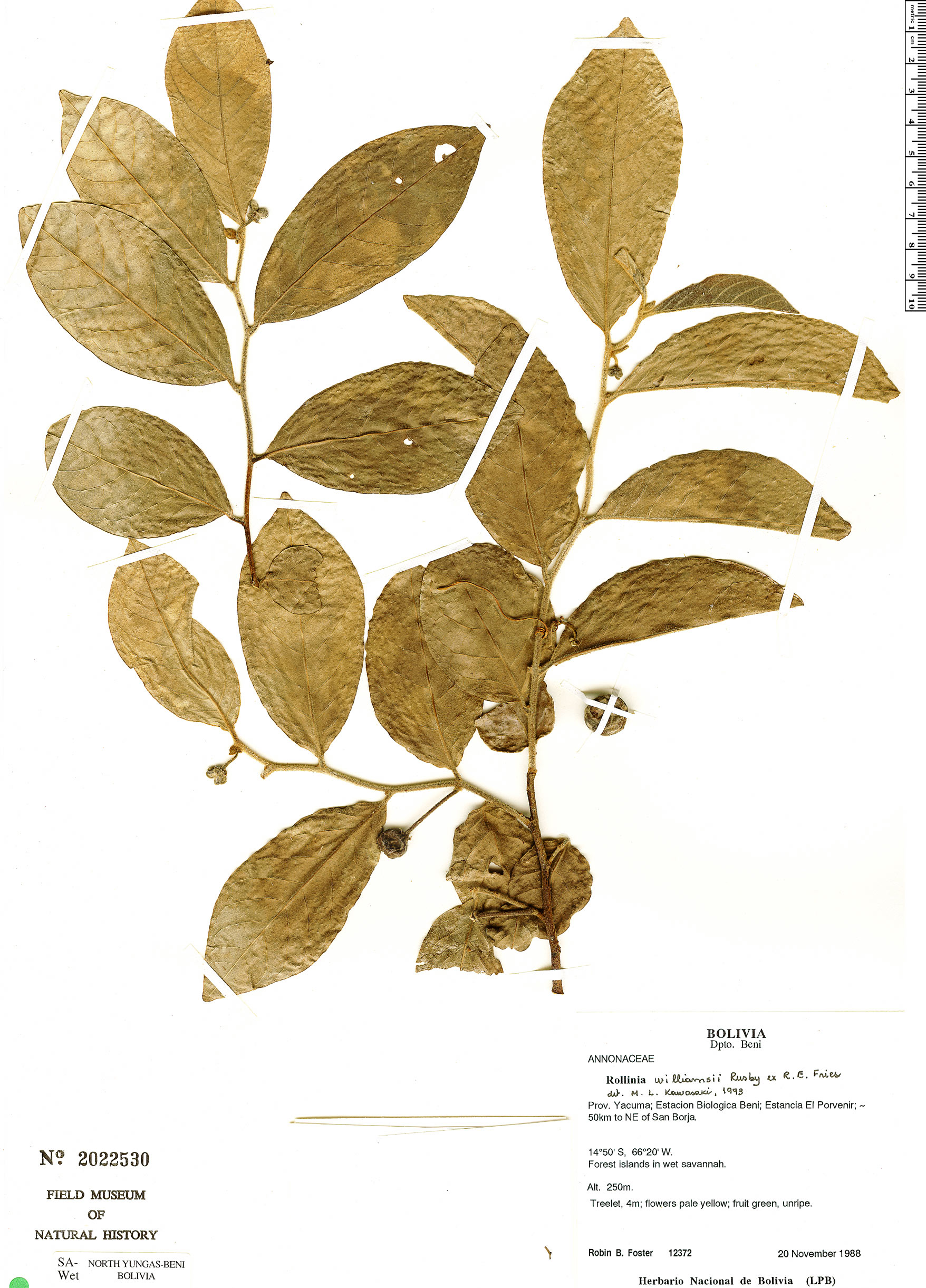 Annona williamsii (Williams annona) — photo