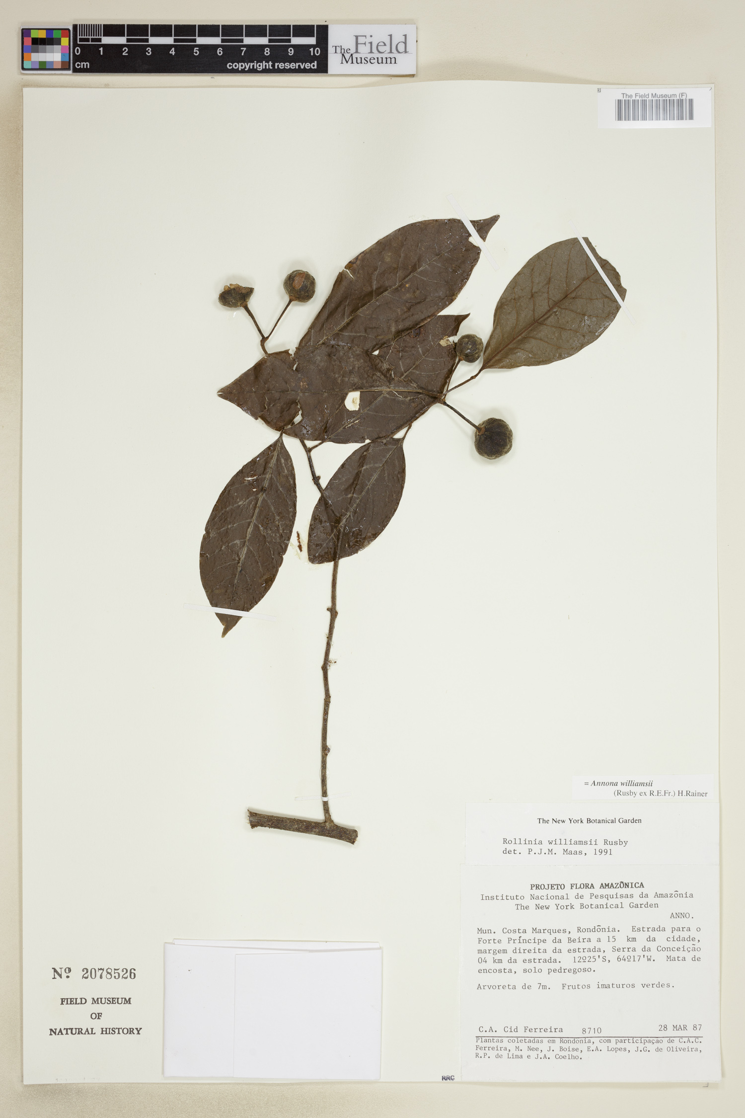 Annona williamsii (Williams annona) — photo