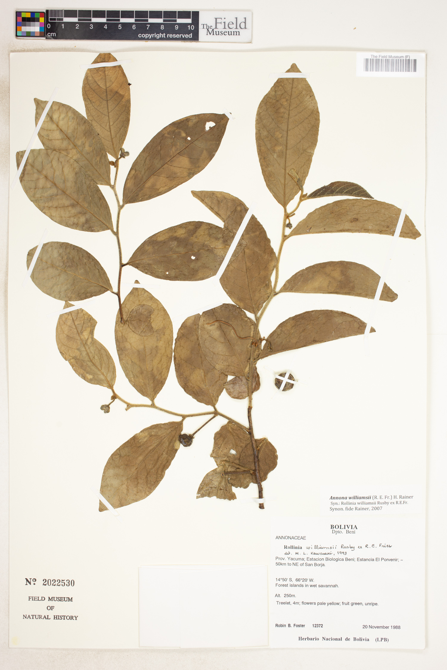 Annona williamsii
