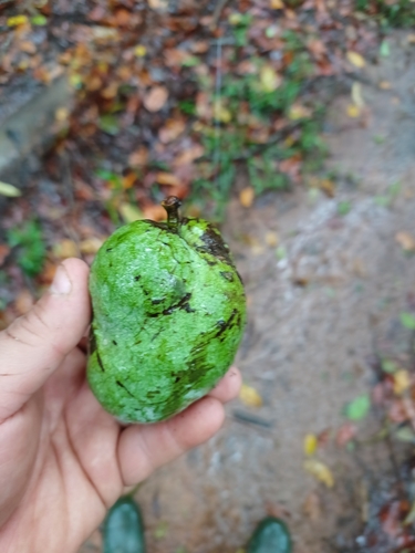 Annona xylopiifolia (Araticu-jai) — photo