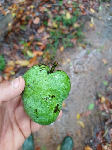 Annona xylopiifolia