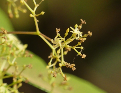 Anodendron paniculatum (Andamese bowstring plant) — photo