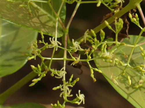 Anodendron paniculatum (Andamese bowstring plant) — photo
