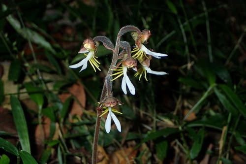 Anoectochilus formosanus — photo