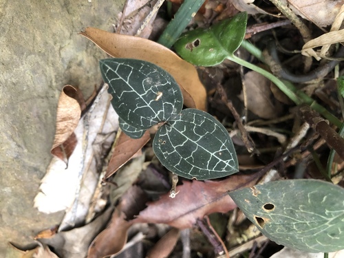 Anoectochilus formosanus — photo