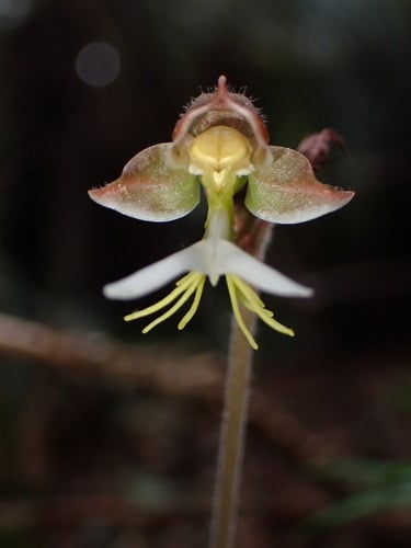 Anoectochilus formosanus