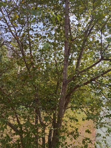 Anogeissus leiocarpa (Savannah tree) — photo
