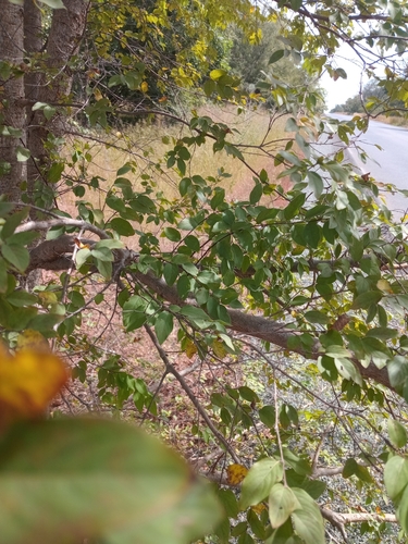 Anogeissus leiocarpa (Savannah tree) — photo