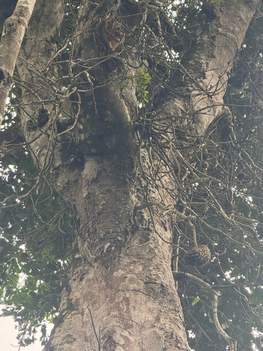Anonidium mannii (Junglesop) — photo
