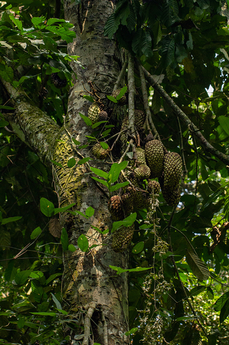 Anonidium mannii