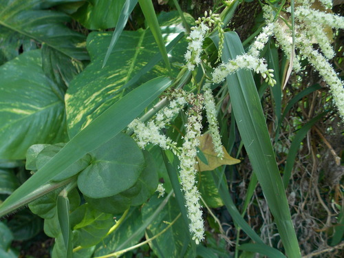 Anredera baselloides (Madeira vine) — photo