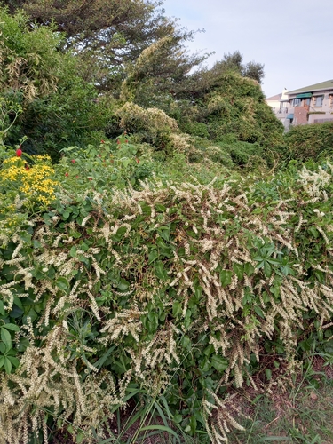 Anredera cordifolia (Madeira vine) — photo