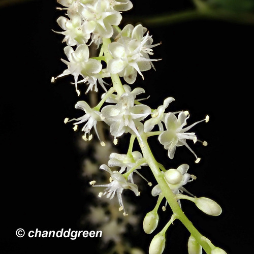 Anredera cordifolia (Madeira vine) — photo