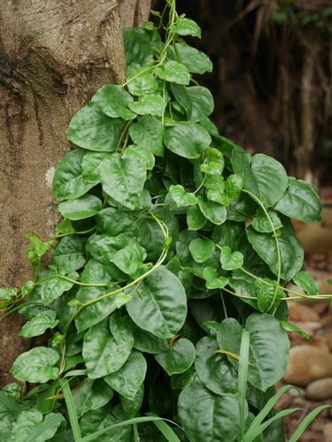Anredera cordifolia