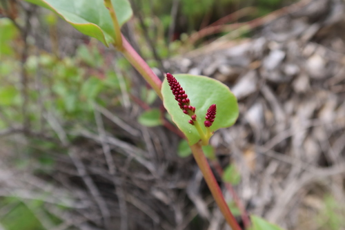 Anredera diffusa — photo