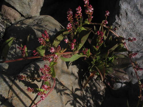 Anredera diffusa — photo