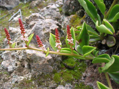 Anredera diffusa