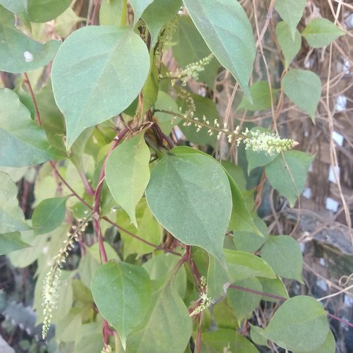 Anredera vesicaria — photo