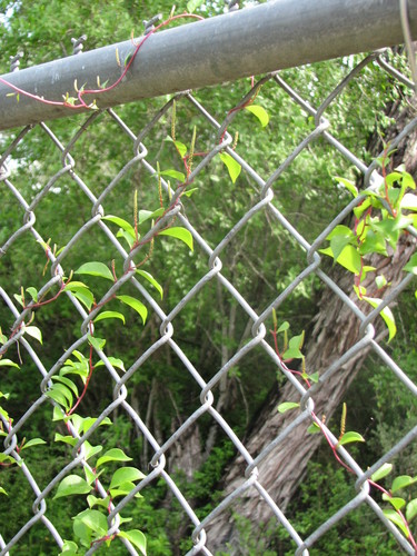 Anredera vesicaria