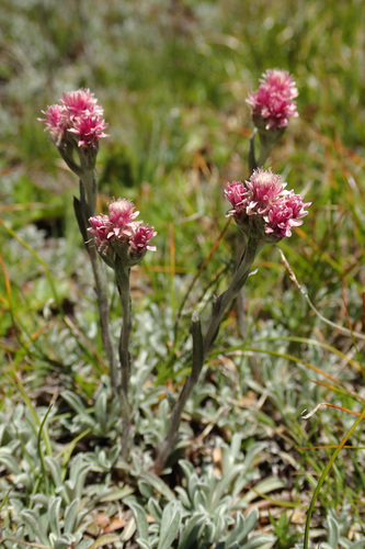 Antennaria dioica — photo