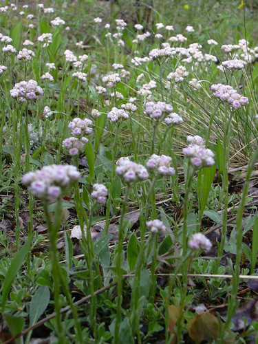 Antennaria dioica — photo