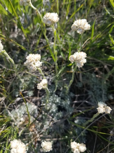 Antennaria microphylla (Pussy-toes) — photo