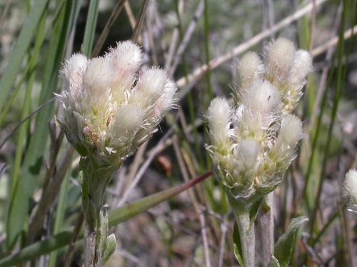 Antennaria microphylla (Pussy-toes) — photo